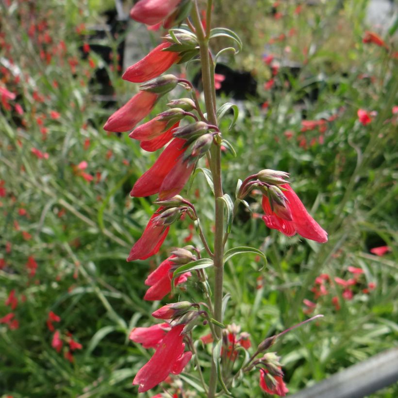 Penstemon barbatus Coccineus - Bartfaden (Flowering)