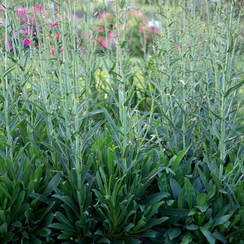 Penstemon barbatus Coccineus - Bartfaden (Foliage)