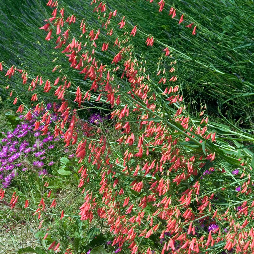 Penstemon barbatus Coccineus - Bartfaden (Plant habit)