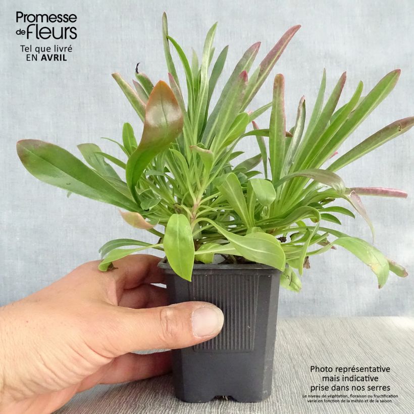 Exemplar von Penstemon barbatus Coccineus - Bartfaden Kleine Töpfe von 8/9 cm wie im Frühjahr geliefert