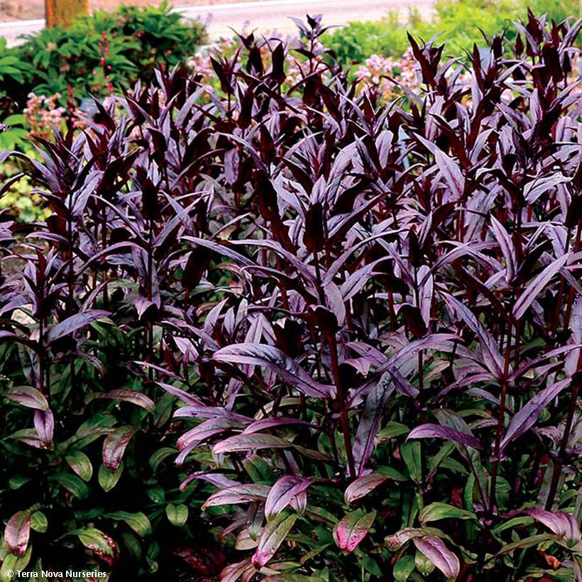 Penstemon digitalis Dakota Burgundy - Fingerhutförmiger Bartfaden (Foliage)