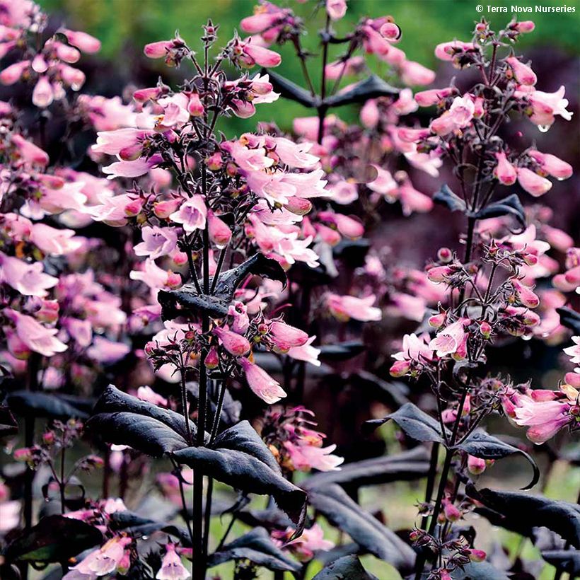 Penstemon digitalis Dakota Burgundy - Fingerhutförmiger Bartfaden (Flowering)