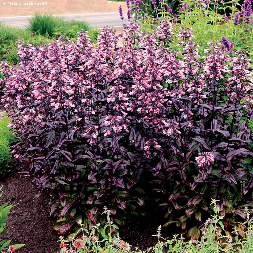 Penstemon digitalis Dakota Burgundy - Fingerhutförmiger Bartfaden (Plant habit)