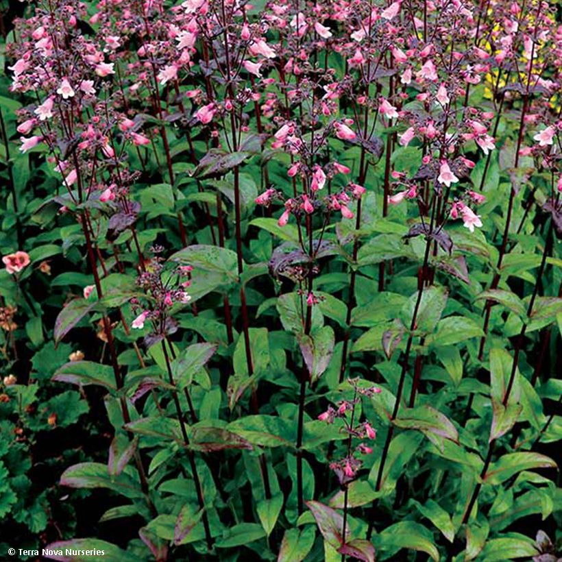 Penstemon digitalis Dakota Verde - Fingerhutförmiger Bartfaden (Foliage)