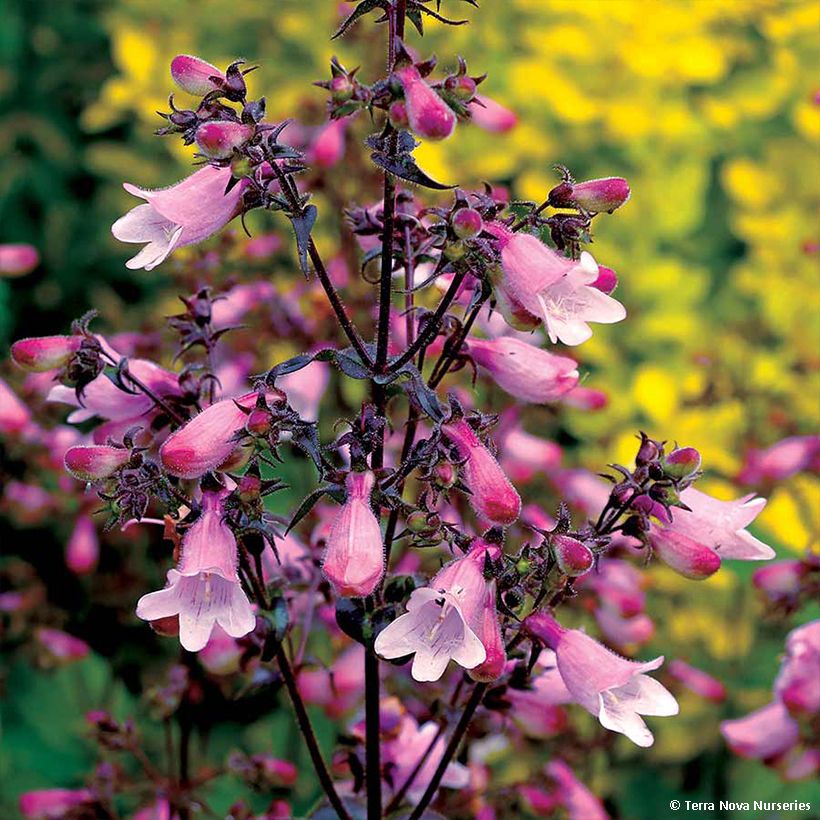 Penstemon digitalis Dakota Verde - Fingerhutförmiger Bartfaden (Flowering)