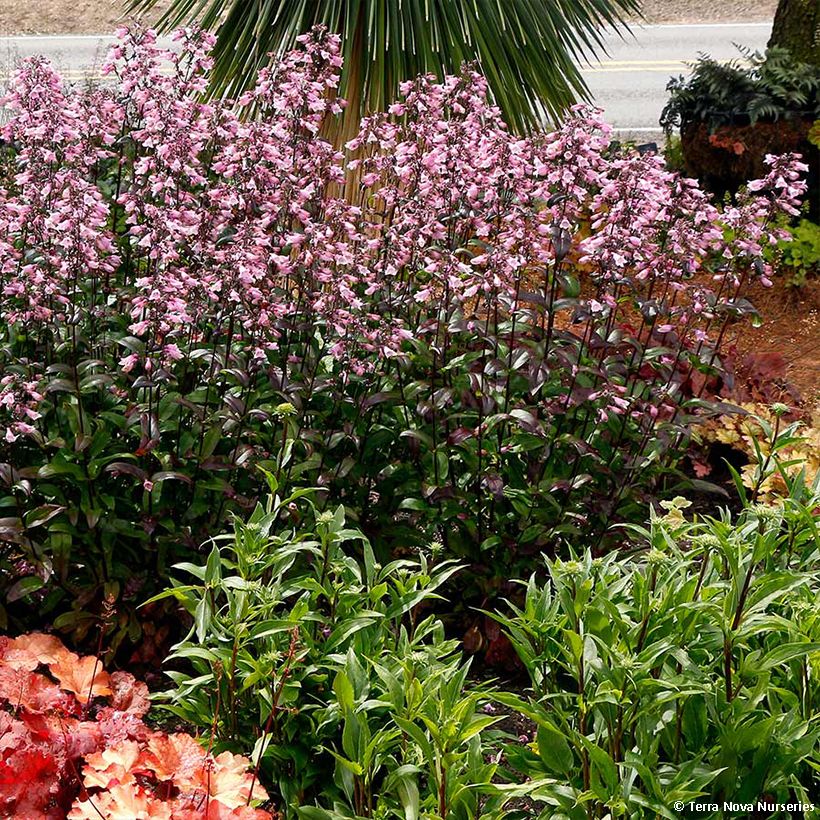 Penstemon digitalis Dakota Verde - Fingerhutförmiger Bartfaden (Plant habit)