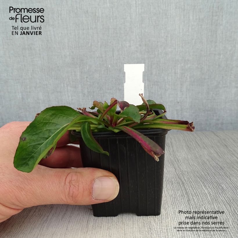 Exemplar von Penstemon digitalis Dakota Verde - Fingerhutförmiger Bartfaden Kleine Töpfe von 8/9 cm wie im Winter geliefert