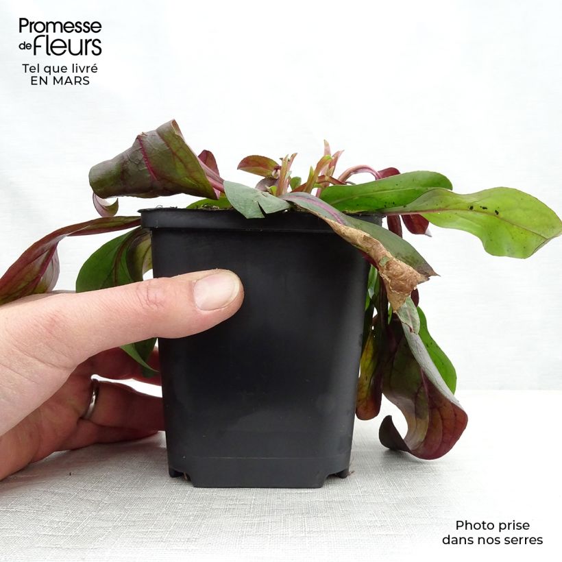 Exemplar von Penstemon digitalis Dark Towers - Fingerhutförmiger Bartfaden Kleine Töpfe von 8/9 cm wie im Frühjahr geliefert