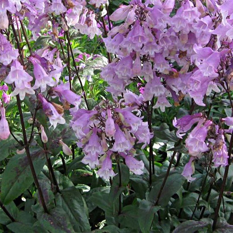 Penstemon digitalis Pocahontas - Fingerhutförmiger Bartfaden (Flowering)