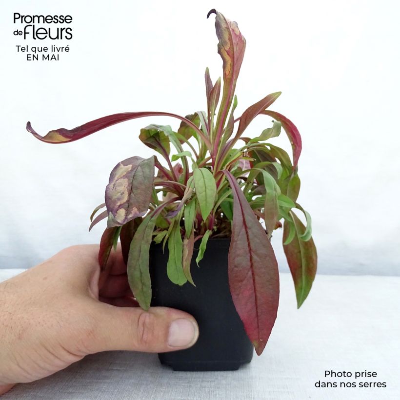 Exemplar von Penstemon digitalis Pocahontas - Fingerhutförmiger Bartfaden Kleine Töpfe von 8/9 cm wie im Frühjahr geliefert