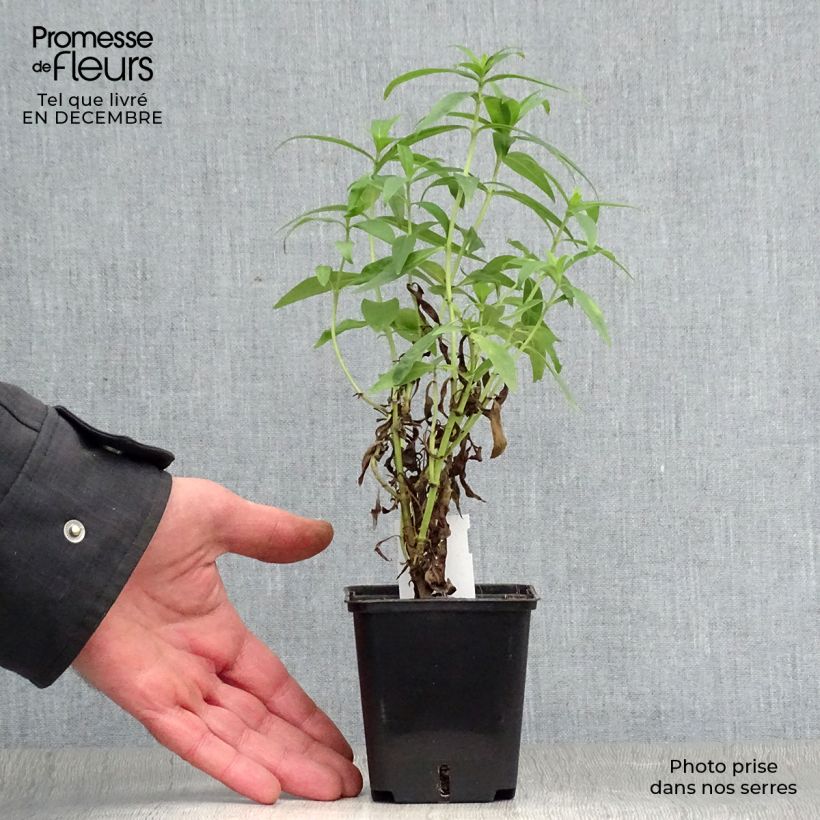 Exemplar von Penstemon Alice Hindley - Bartfaden Kleine Töpfe von 8/9 cm wie im Winter geliefert