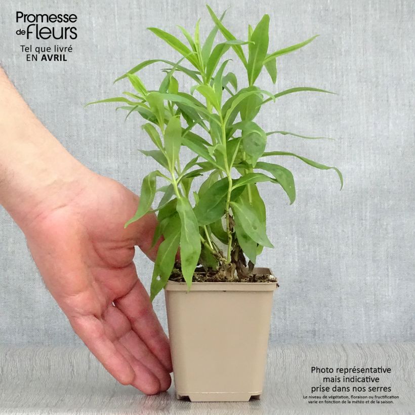 Exemplar von Penstemon Alice Hindley - Bartfaden Kleine Töpfe von 8/9 cm wie im Frühjahr geliefert