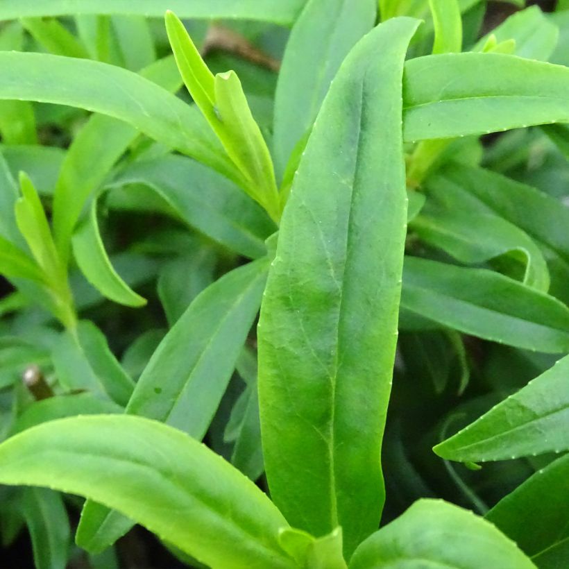Penstemon Alice Hindley - Bartfaden (Foliage)