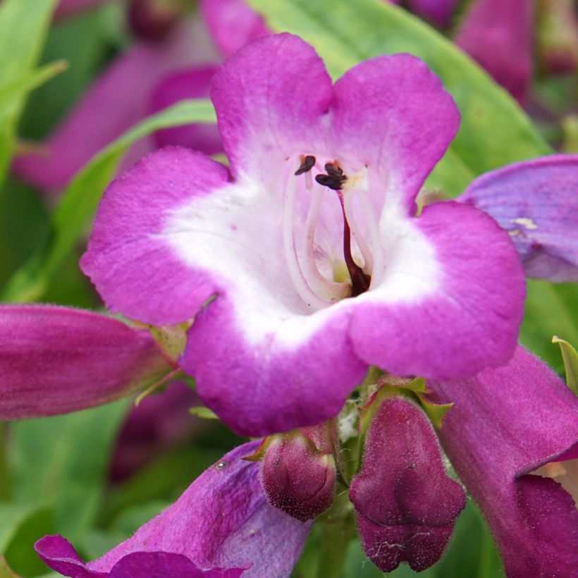 Penstemon Countess of Dalkeith - Bartfaden (Flowering)