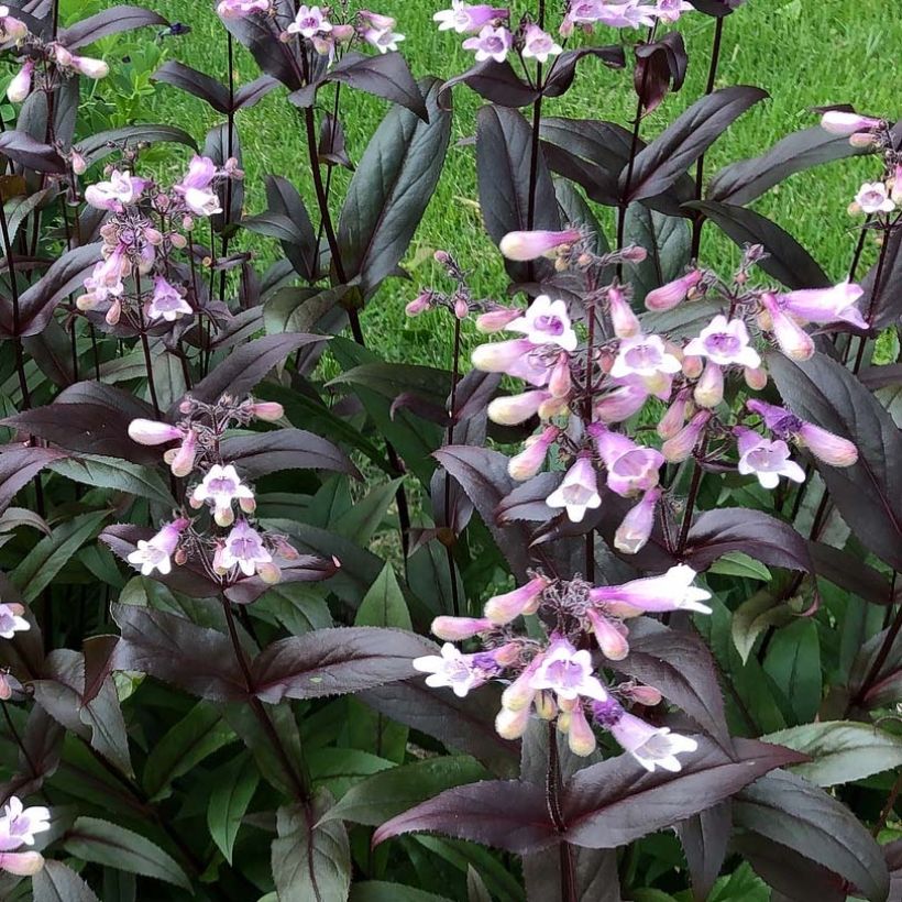 Penstemon digitalis Dark Towers - Fingerhutförmiger Bartfaden (Flowering)