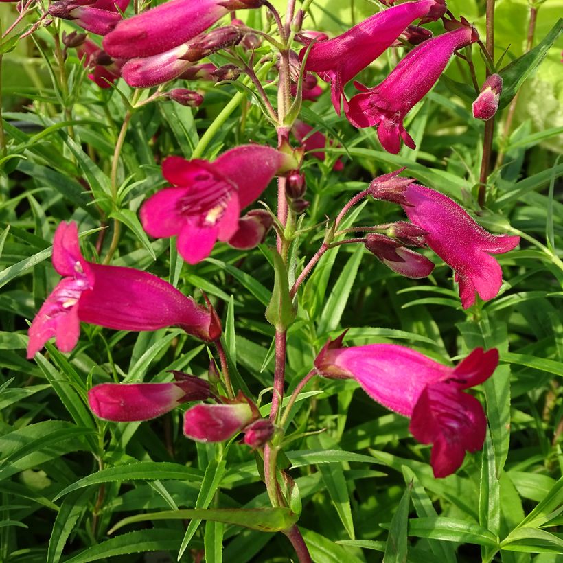Penstemon Garnet - Bartfaden (Flowering)