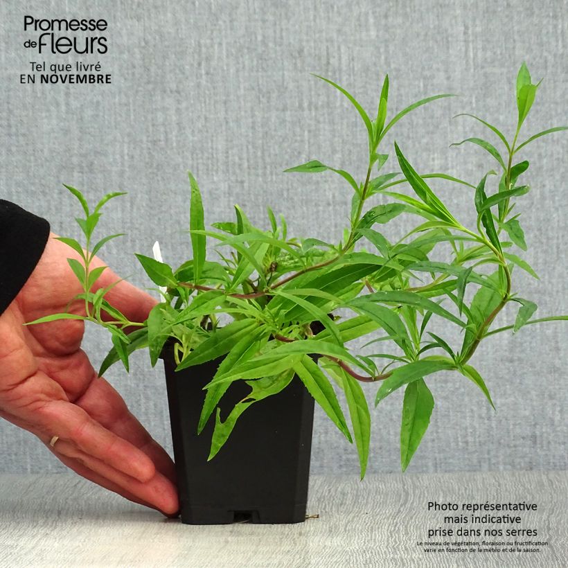 Example of Penstemon Garnet - Bartfaden Kleine Töpfe von 8/9 cm as you get in automne