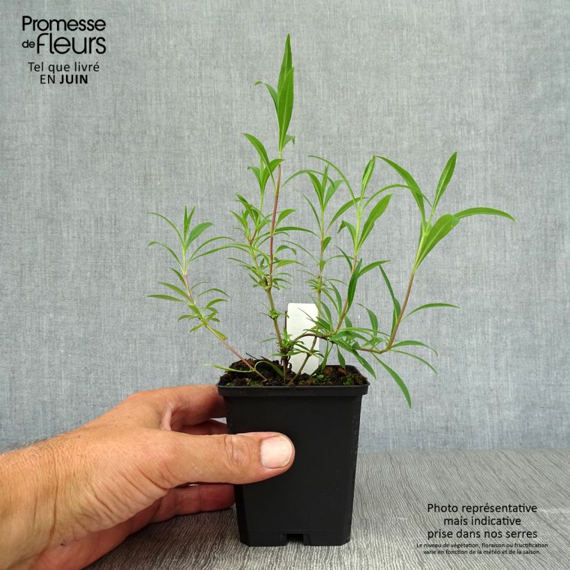 Exemplar von Penstemon Garnet - Bartfaden Kleine Töpfe von 8/9 cm wie im Sommer geliefert