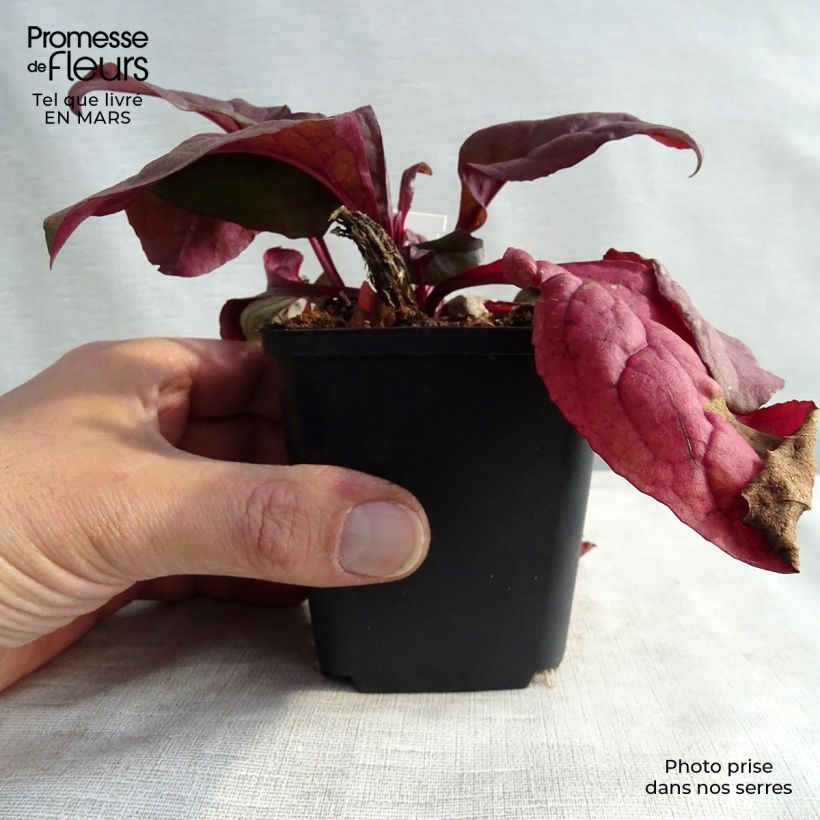 Exemplar von Penstemon digitalis Husker Red - Fingerhutförmiger Bartfaden Kleine Töpfe von 8/9 cm wie im Frühjahr geliefert