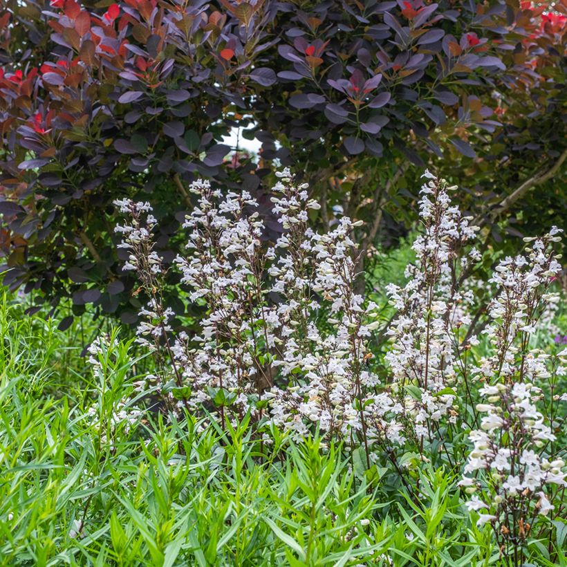 Penstemon digitalis Husker Red - Fingerhutförmiger Bartfaden (Plant habit)
