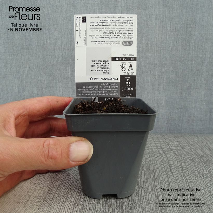 Example of Penstemon Midnight - Bartfaden Kleine Töpfe von 8/9 cm as you get in automne