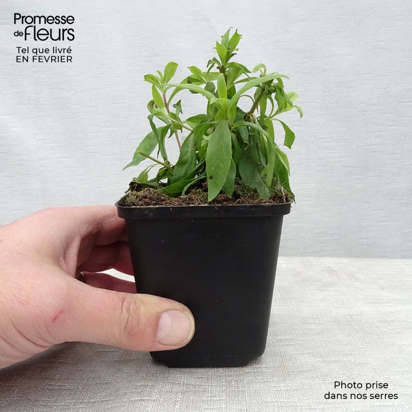 Exemplar von Penstemon Rubicundus - Bartfaden Kleine Töpfe von 8/9 cm wie im Winter geliefert