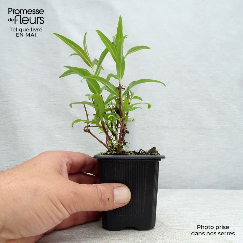 Exemplar von Penstemon Rubicundus - Bartfaden Kleine Töpfe von 8/9 cm wie im Frühjahr geliefert