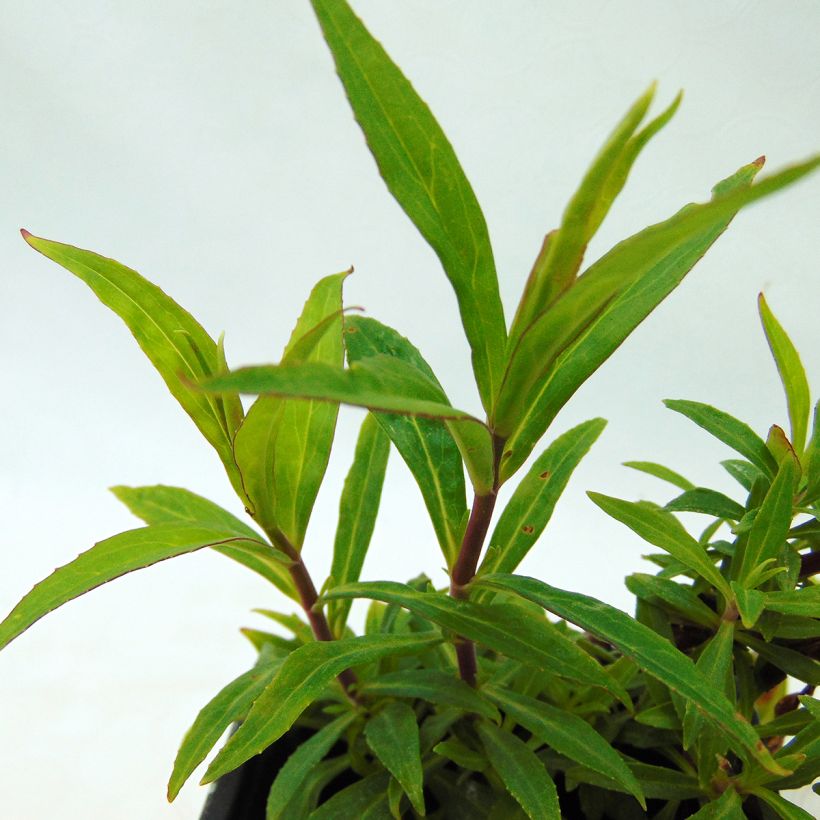 Penstemon Russian River - Bartfaden (Foliage)