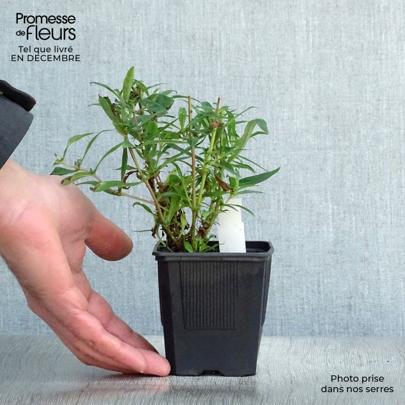 Exemplar von Penstemon Russian River - Bartfaden Kleine Töpfe von 8/9 cm wie im Winter geliefert