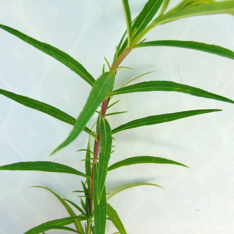 Penstemon Schoenholzeri - Bartfaden (Foliage)