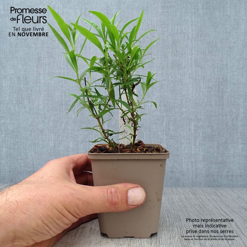 Example of Penstemon Schoenholzeri - Bartfaden Kleine Töpfe von 8/9 cm as you get in automne