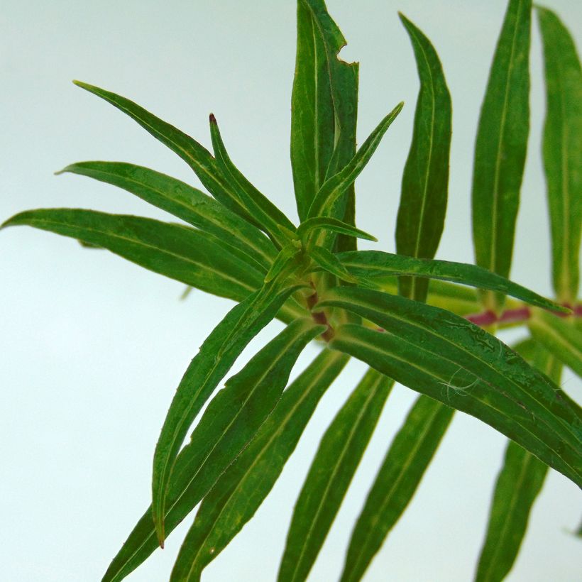 Penstemon Sour Grapes - Bartfaden (Foliage)