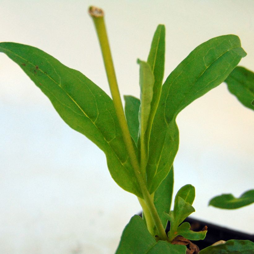 Penstemon White Bedder - Bartfaden (Foliage)