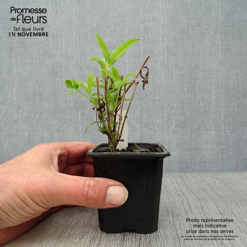 Example of Penstemon White Bedder - Bartfaden Kleine Töpfe von 8/9 cm as you get in automne