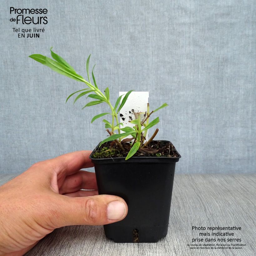 Exemplar von Penstemon White Bedder - Bartfaden Kleine Töpfe von 8/9 cm wie im Sommer geliefert