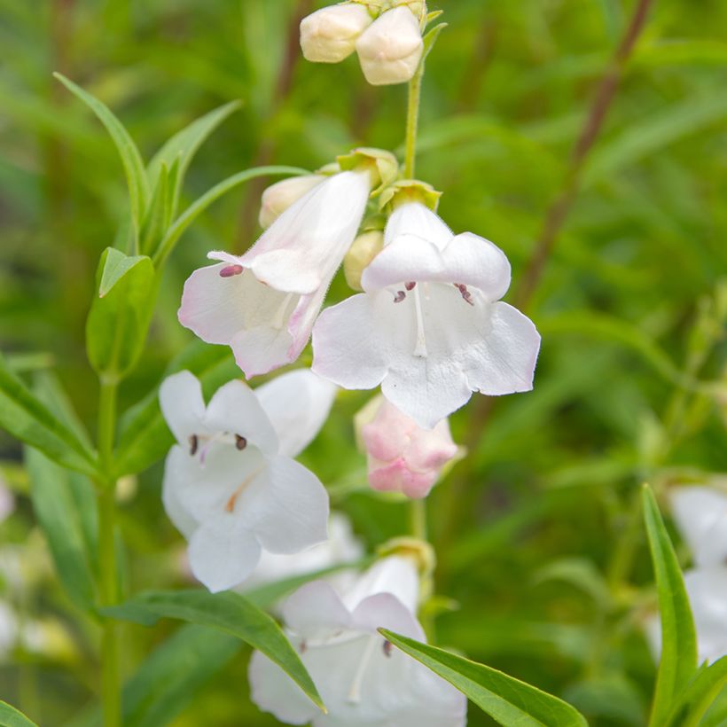 Penstemon White Bedder - Bartfaden (Flowering)
