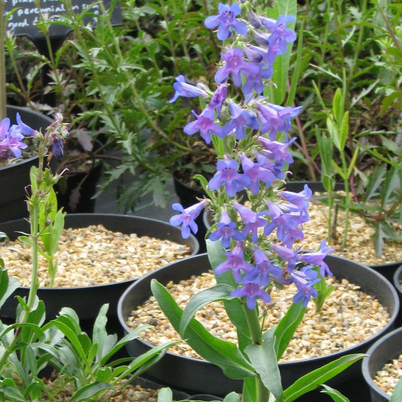 Penstemon mensarum - Bartfaden (Flowering)