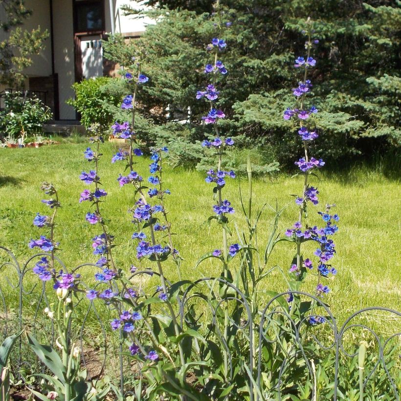 Penstemon mensarum - Bartfaden (Plant habit)