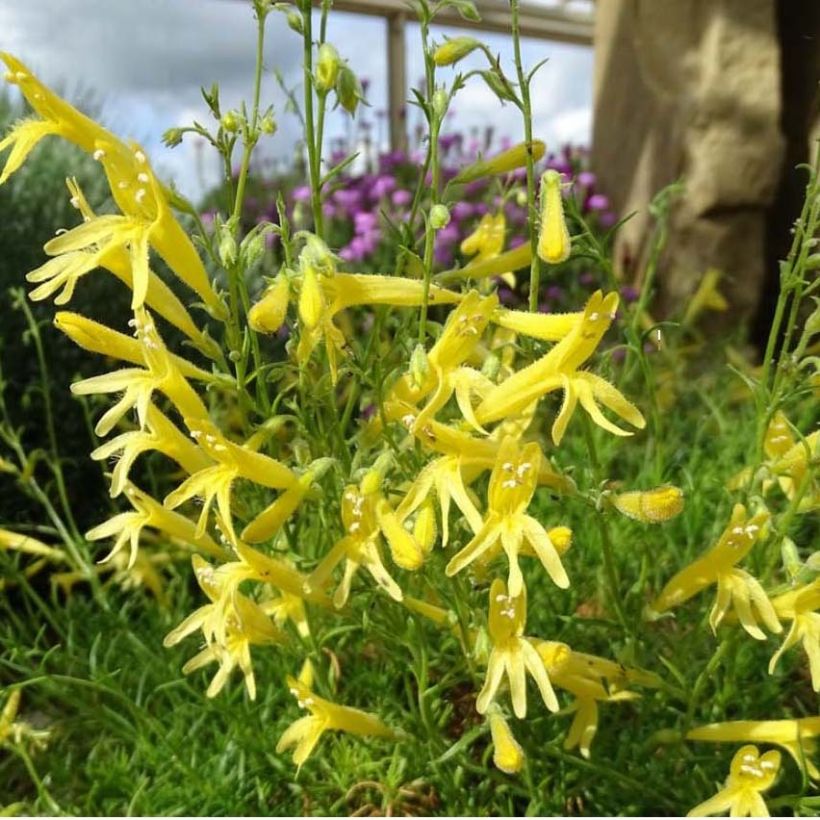Penstemon pinifolius Mersea Yellow - Bartfaden (Flowering)