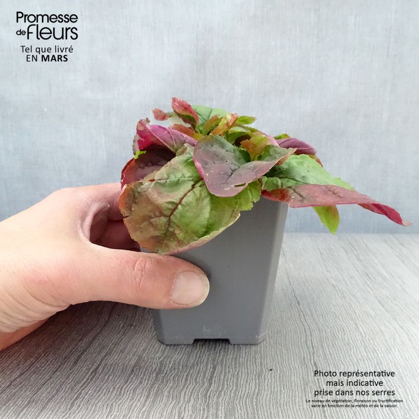 Exemplar von Penstemon smallii - Bartfaden Kleine Töpfe von 8/9 cm wie im Frühjahr geliefert