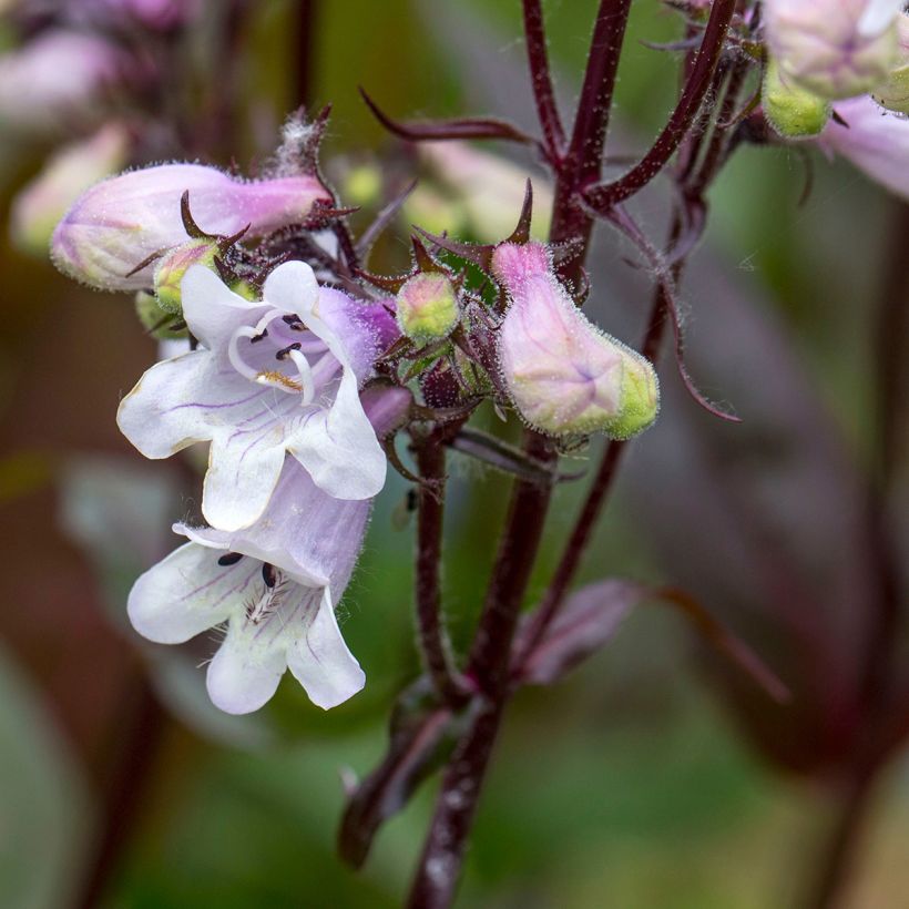 Penstemon digitalis Husker Red (Samen) - Fingerhutförmiger Bartfaden (Blüte)