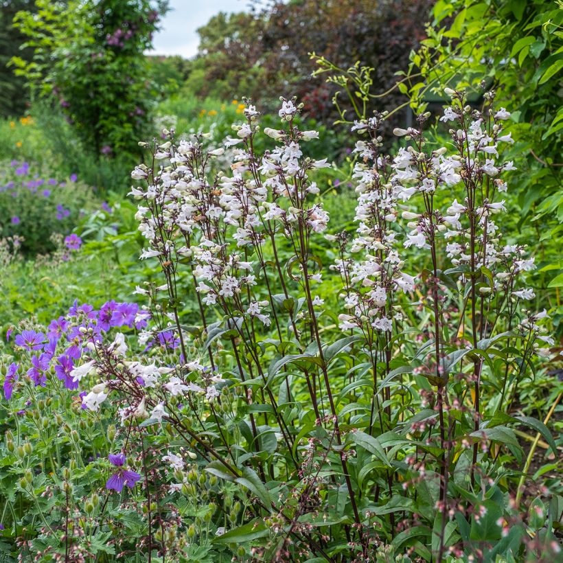 Penstemon digitalis Husker Red (Samen) - Fingerhutförmiger Bartfaden (Hafen)