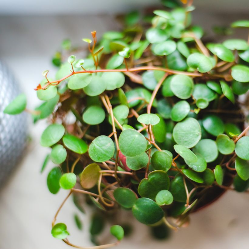 Peperomia Pepperspot - Zwergpfeffer (Laub)