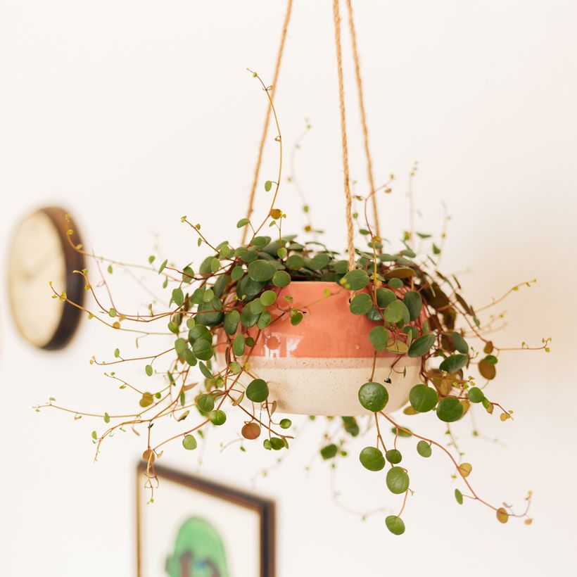 Peperomia Pepperspot - Zwergpfeffer (Wuchs)