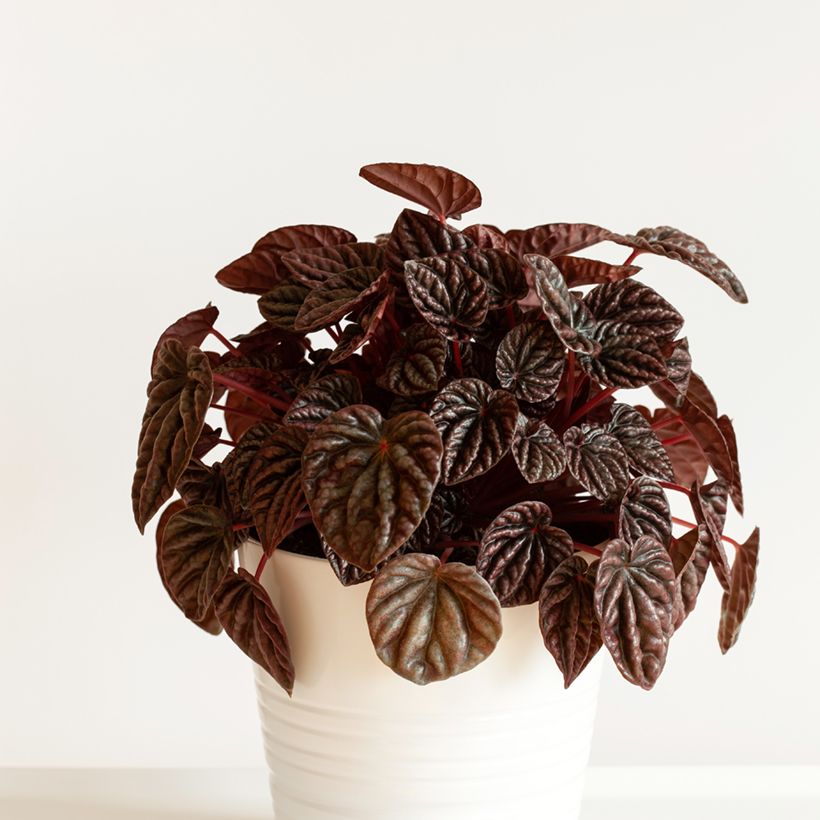 Peperomia caperata Luna - Zwergpfeffer (Plant habit)