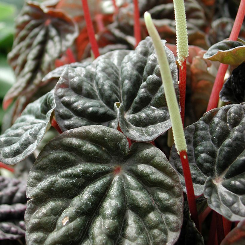 Peperomia caperata Montevideo - Zwergpfeffer (Flowering)