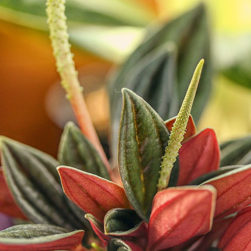 Peperomia caperata Rosso - Zwergpfeffer (Flowering)