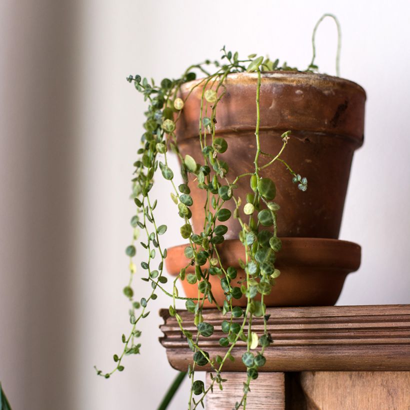 Peperomia prostrata - Zwergpfeffer (Plant habit)