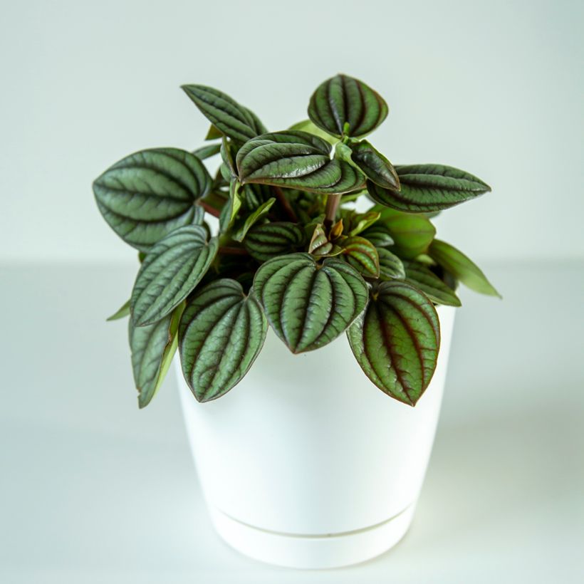 Peperomia albovittata Piccolo Banda - Zwergpfeffer (Plant habit)