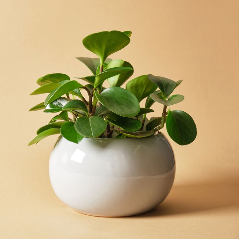 Peperomia obtusifolia Green - Zwergpfeffer (Plant habit)